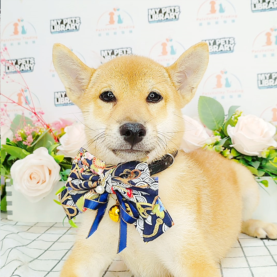 Shiba Inu Puppy (Male) For Sale