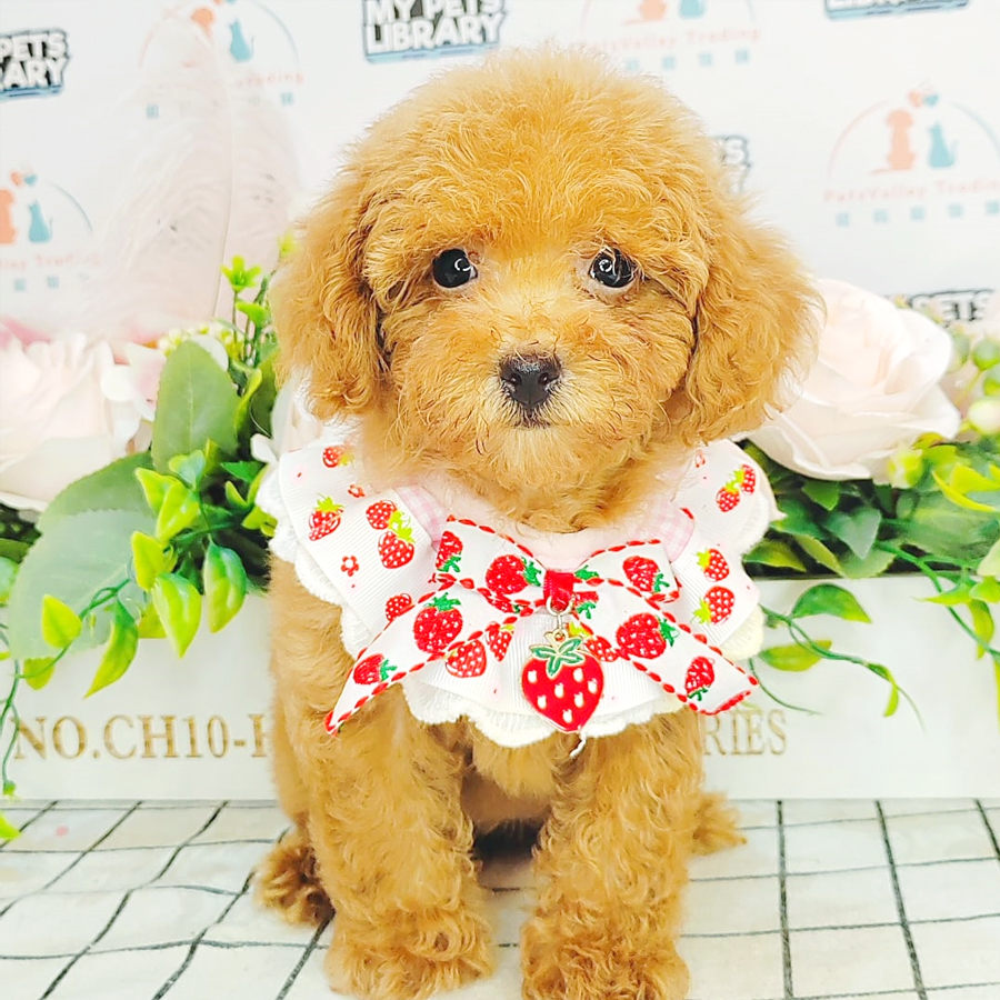 Tiny Poodle Puppy (Female) For Sale