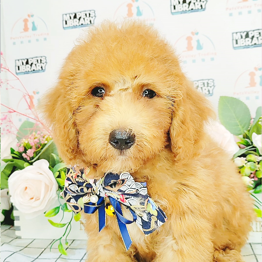 Toy Poodle Puppy (Male) For Sale
