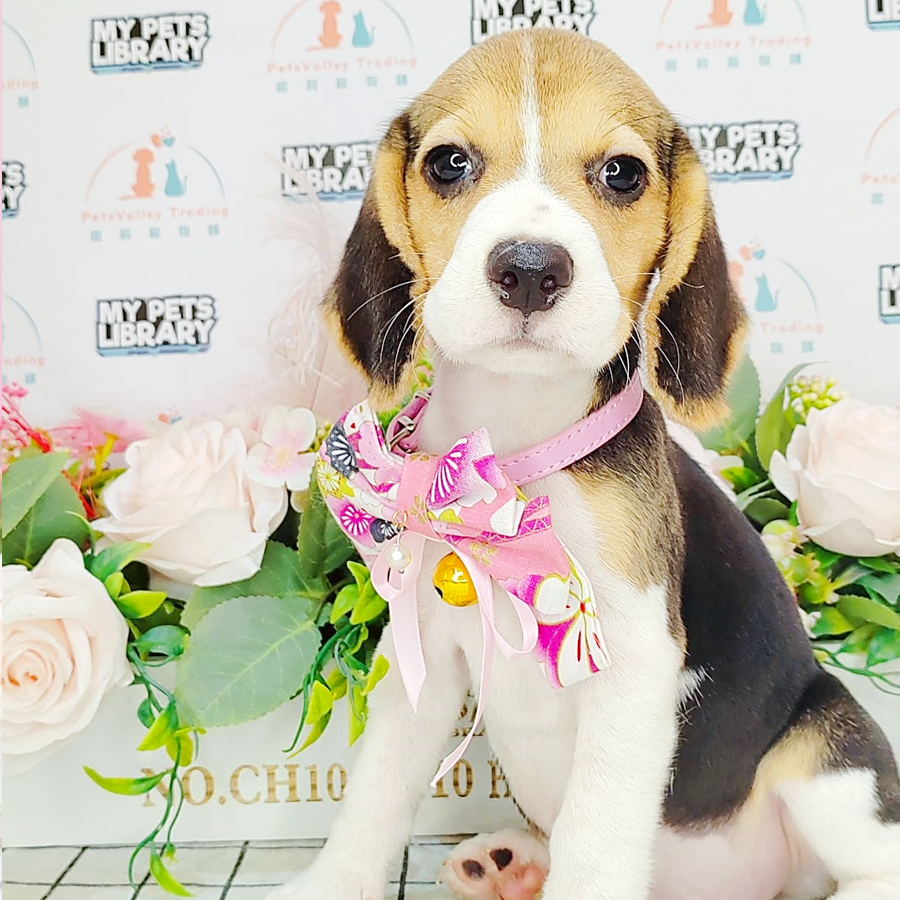 Beagle Puppy (Female) For Sale
