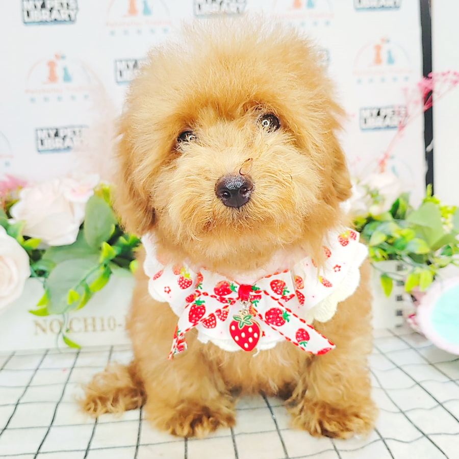 Toy Poodle Puppy (Male) For Sale