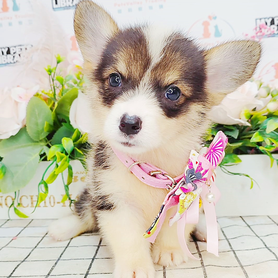 Welsh Corgi Puppy (Female) For Sale