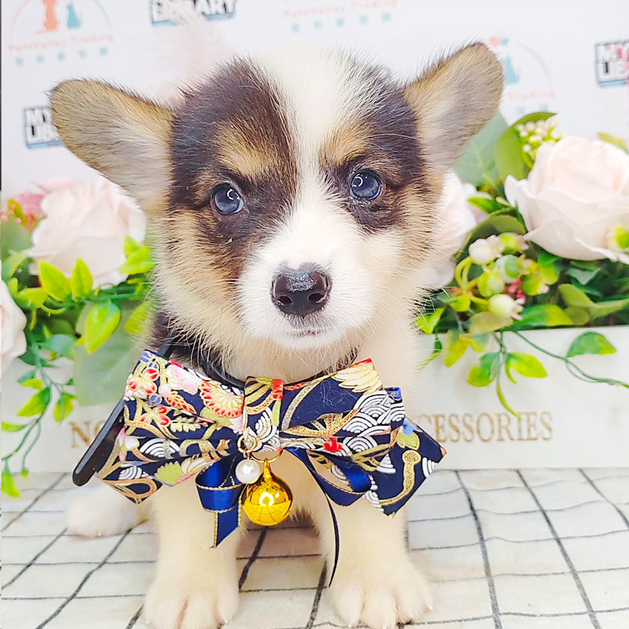 Welsh Corgi Puppy (Female) For Sale