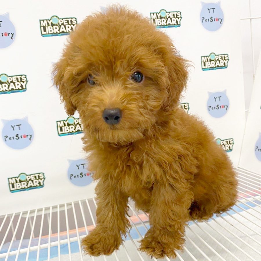 Tiny Poodle Puppy (Male) For Sale