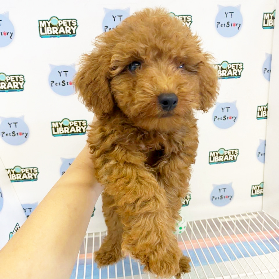 Tiny Poodle Puppy (Male) For Sale
