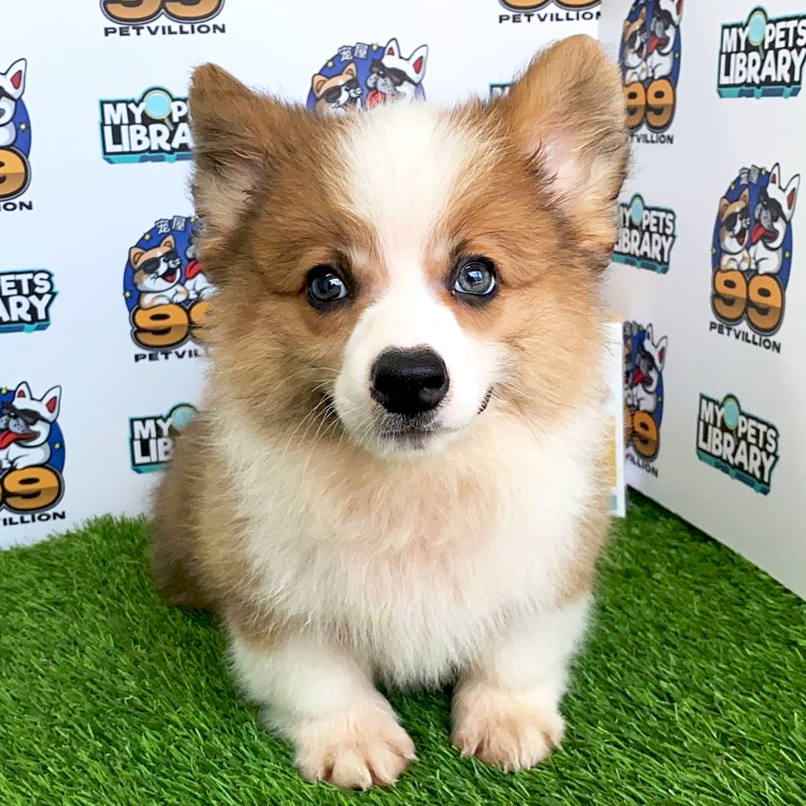 Welsh Corgi Puppy (Male) For Sale