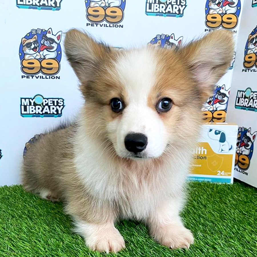 Welsh Corgi Puppy (Male) For Sale