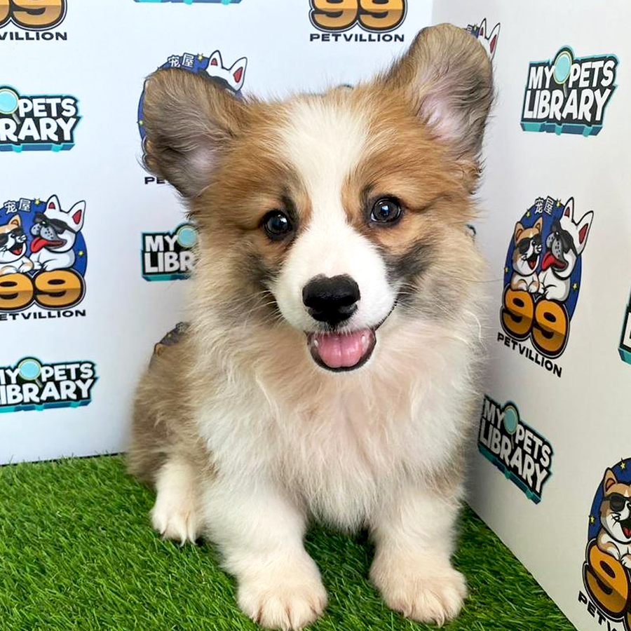 Welsh Corgi Puppy (Male) For Sale