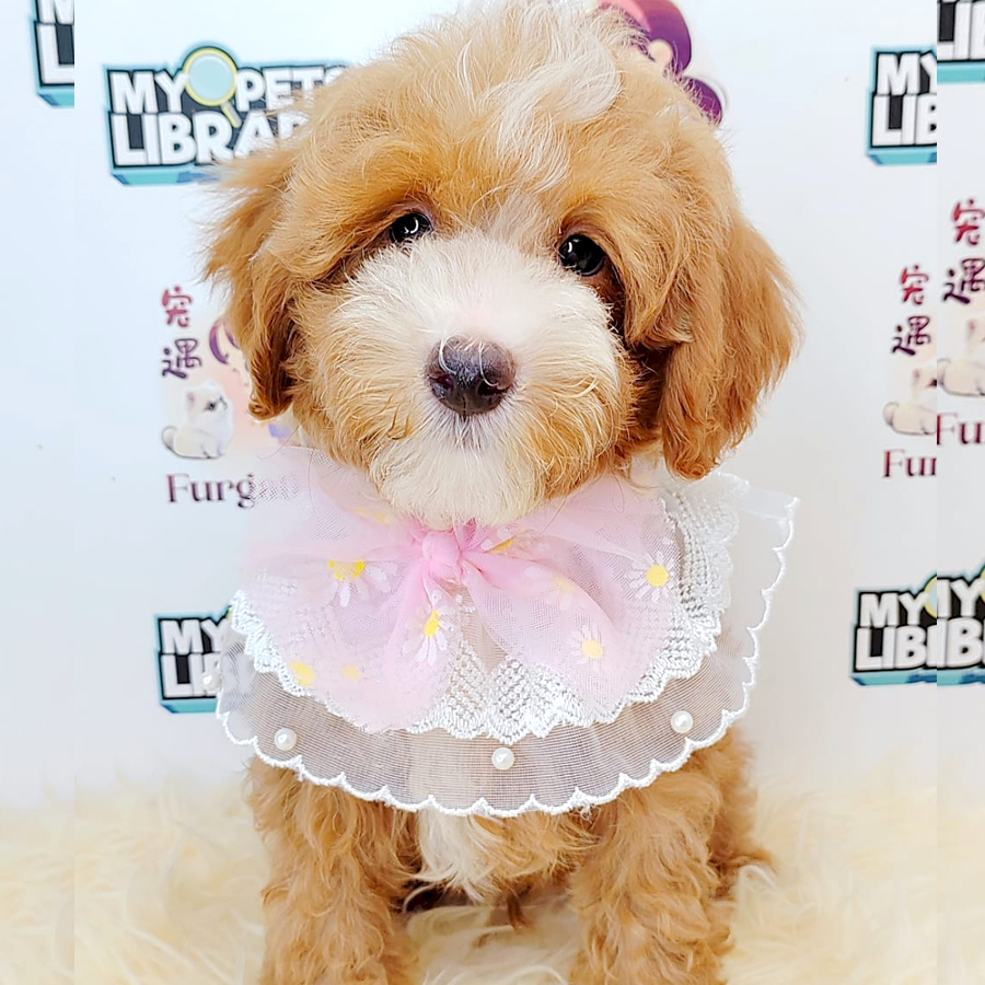 Maltipoo Puppy (Male) For Sale