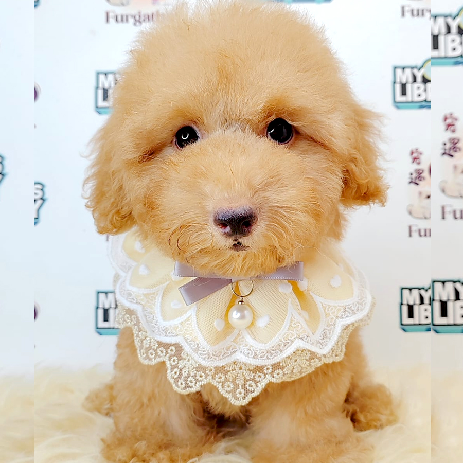 Poodle Puppy (Male) For Sale