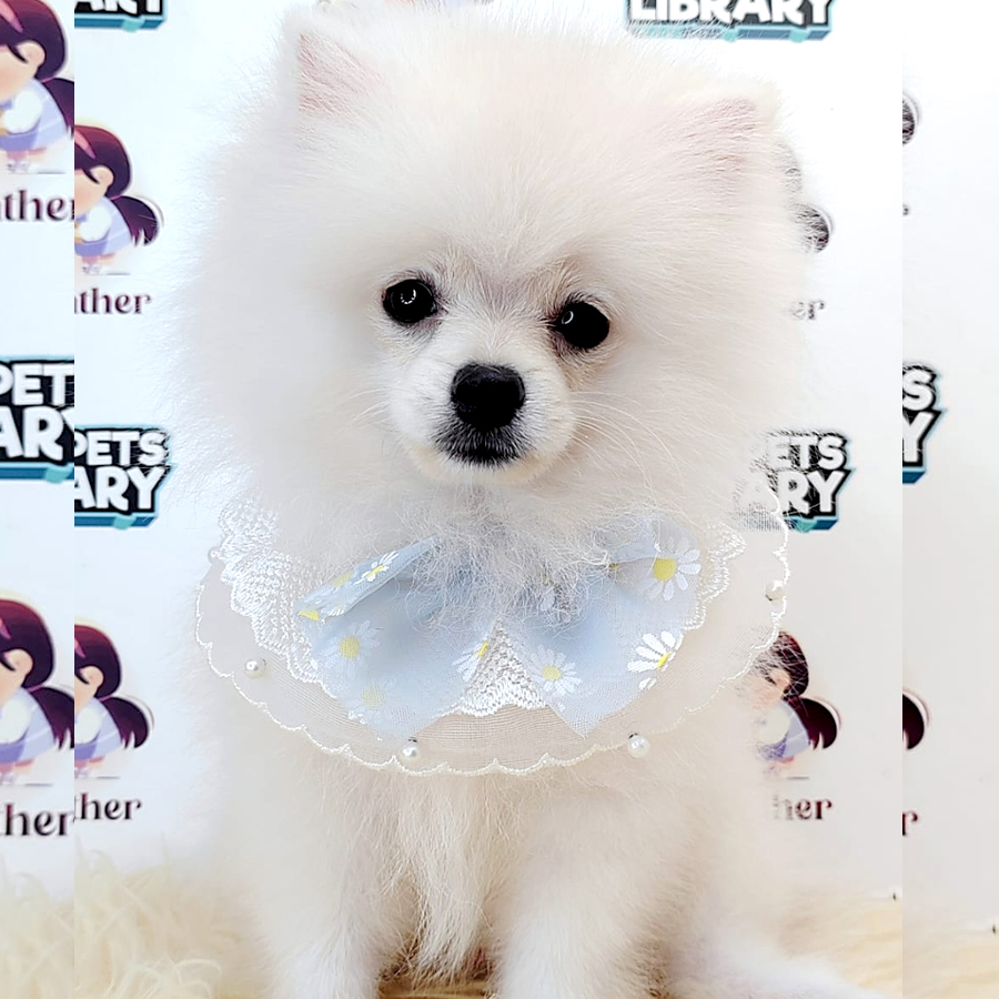 Pomeranian Puppy (Male) For Sale