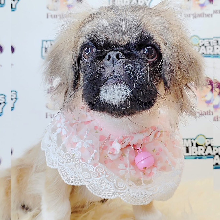 Pekingese Puppy (Male) For Sale