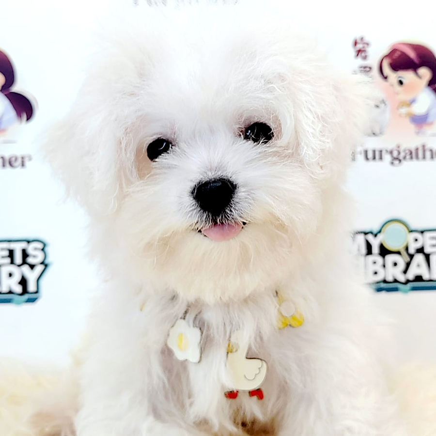 Bichon Puppy (Male) For Sale