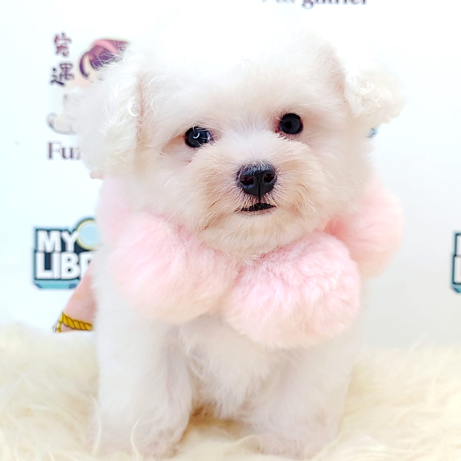 Tiny Toy Poodle Puppy (Male) For Sale