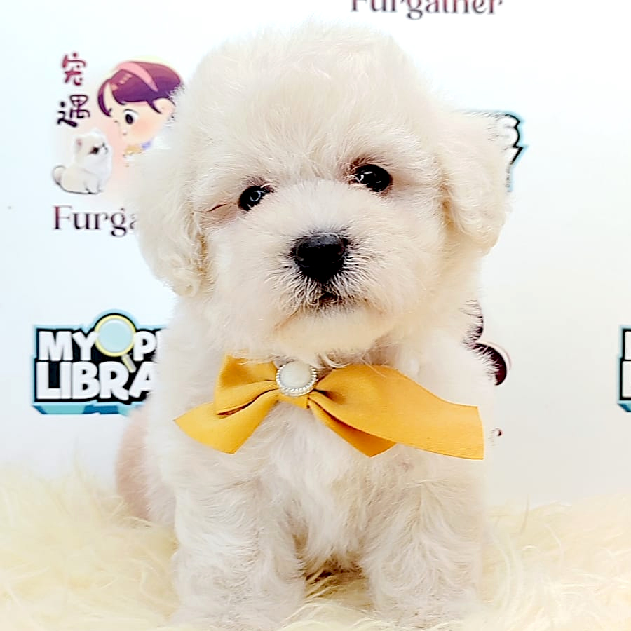 Tiny Toy Poodle Puppy (Male) For Sale