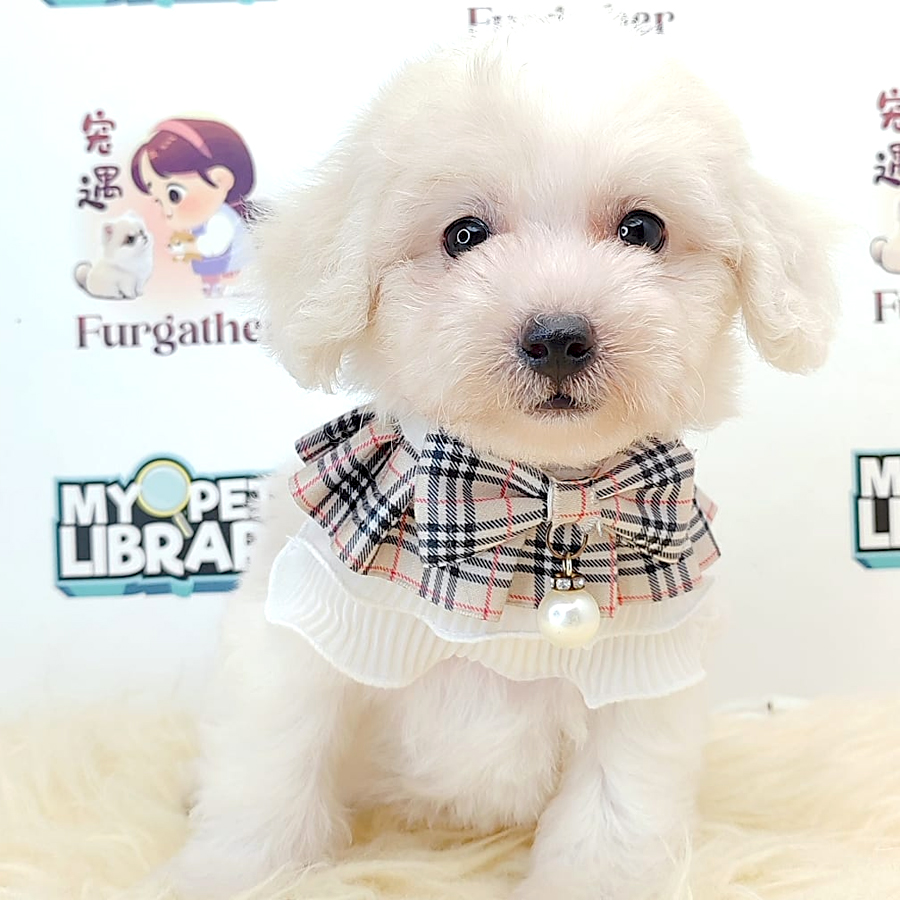 Tiny Toy Maltipoo Puppy (Female) For Sale
