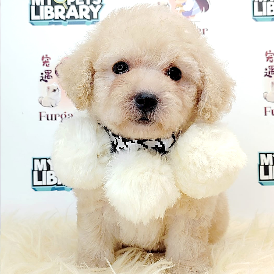 Tiny Toy Poodle Puppy (Male) For Sale