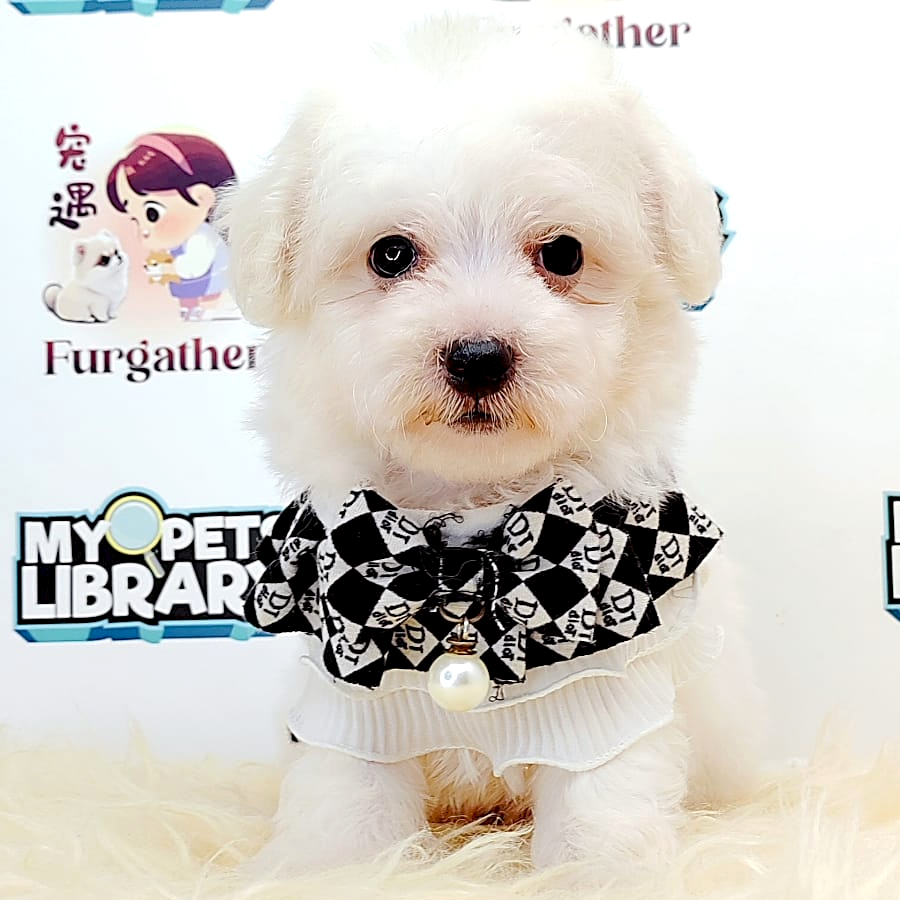 Tiny Toy Maltipoo Puppy (Male) For Sale