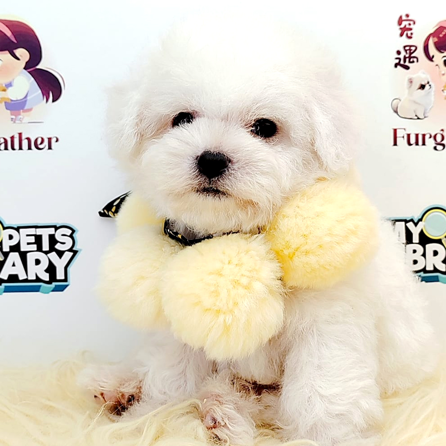 Bichon Puppy (Female) For Sale