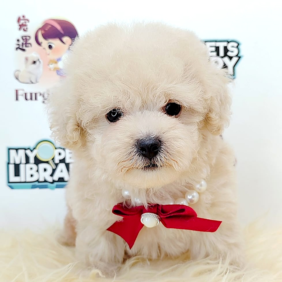 Tiny Toy Poodle Puppy (Female) For Sale