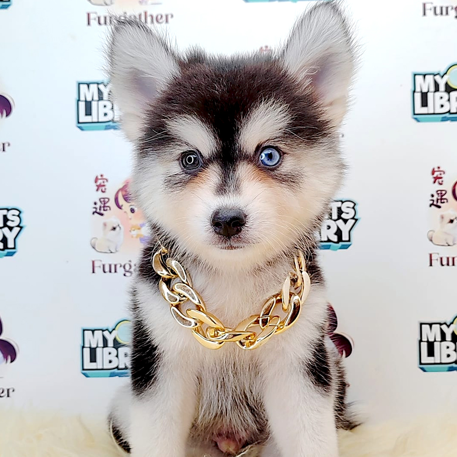 Wooly Husky Puppy (Male) For Sale