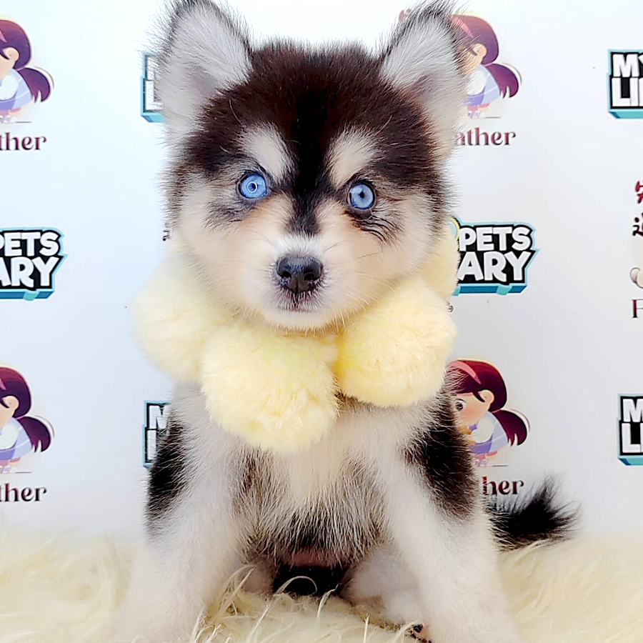Wooly Husky Puppy (Female) For Sale