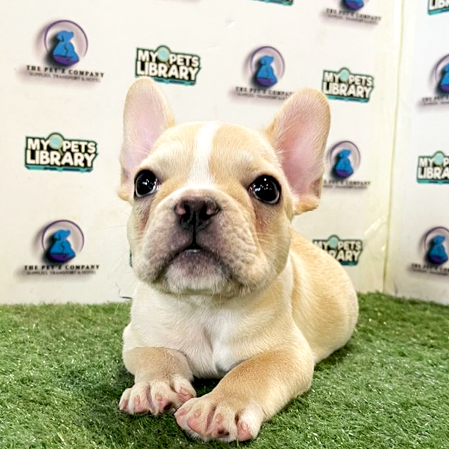 French Bulldog Puppy (Female) For Sale
