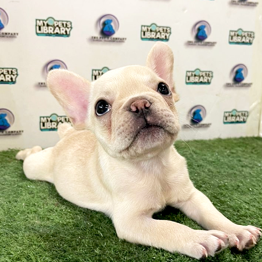 French Bulldog Puppy (Female) For Sale