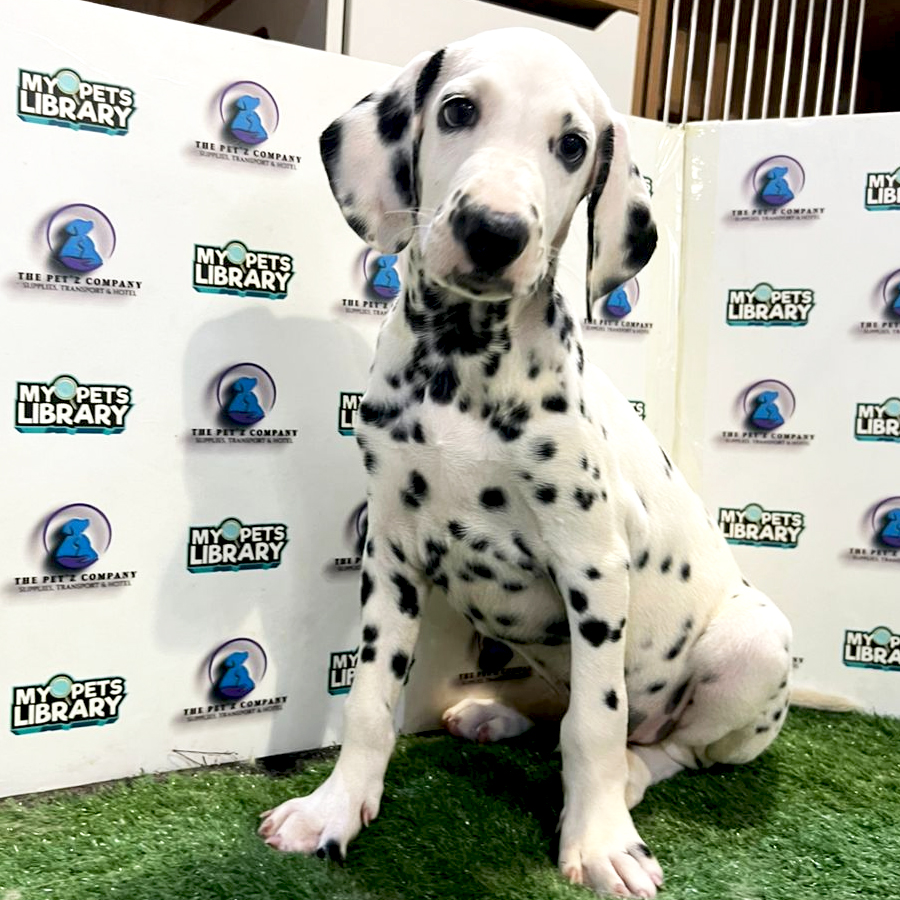Dalmatian Puppy (Male) For Sale