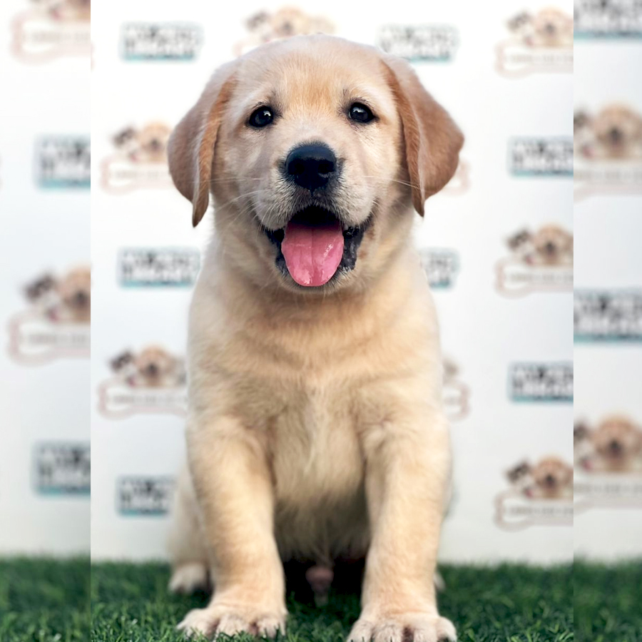 Labrador Retriever Puppy (Male) For Sale