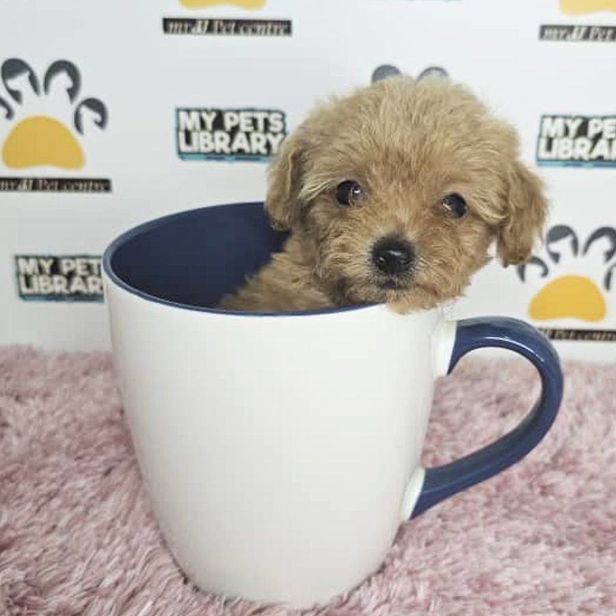 Teacup Poodle Puppy (Female) For Sale