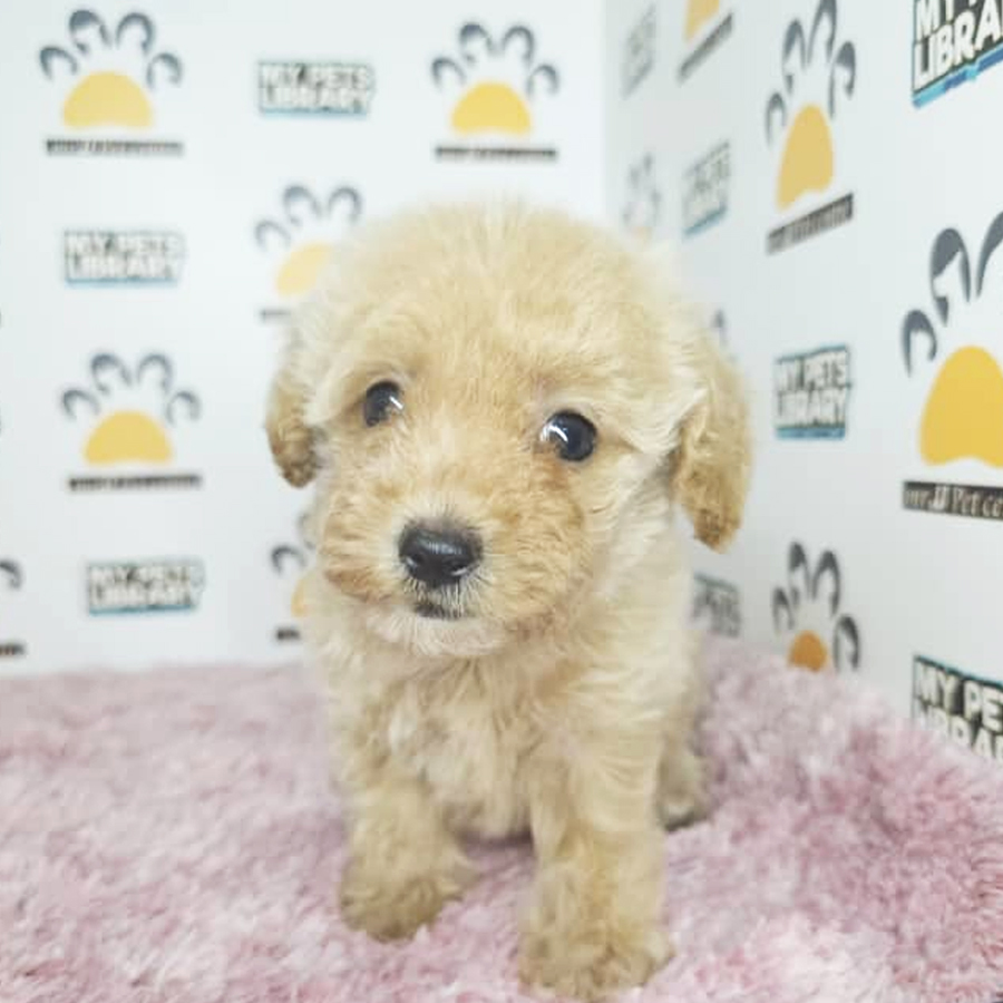 Tiny Poodle Puppy (Female) For Sale