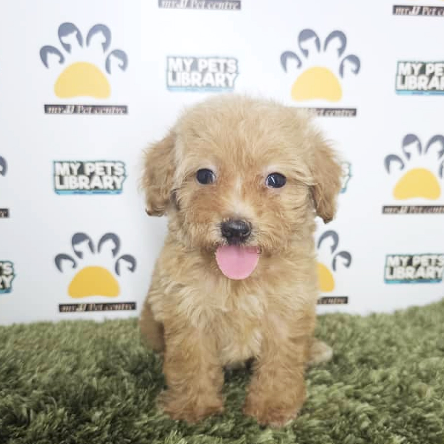 Tiny Poodle Puppy (Male) For Sale