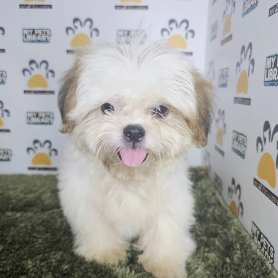Shih Tzu Puppy (Male) For Sale