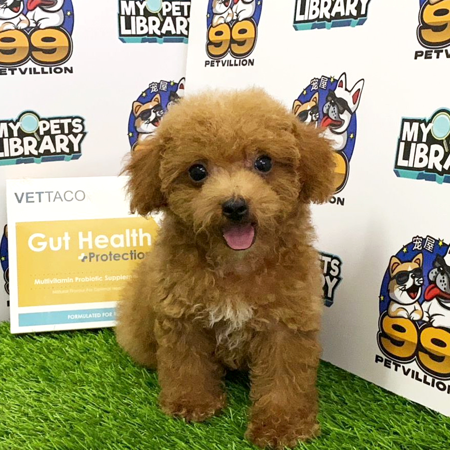 Toy Poodle Puppy (Female) For Sale