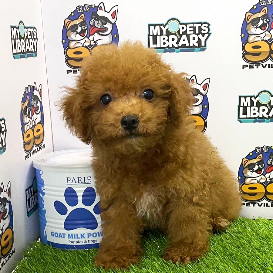 Toy Poodle Puppy (Male) For Sale
