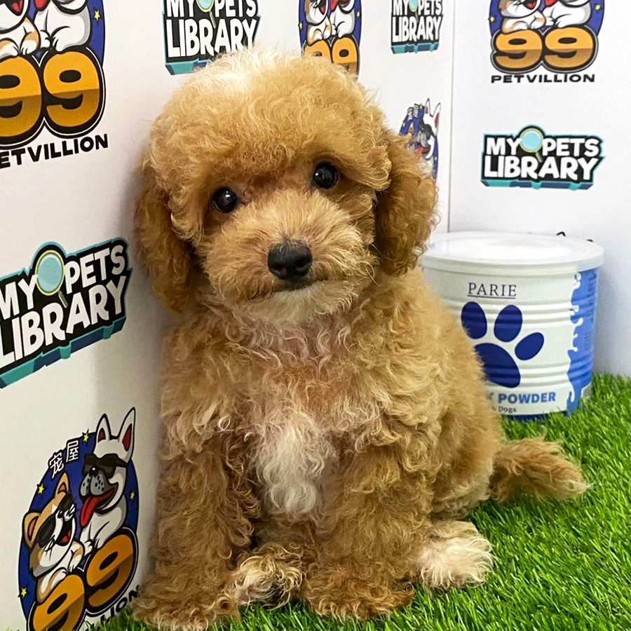 Toy Poodle Puppy (Male) For Sale