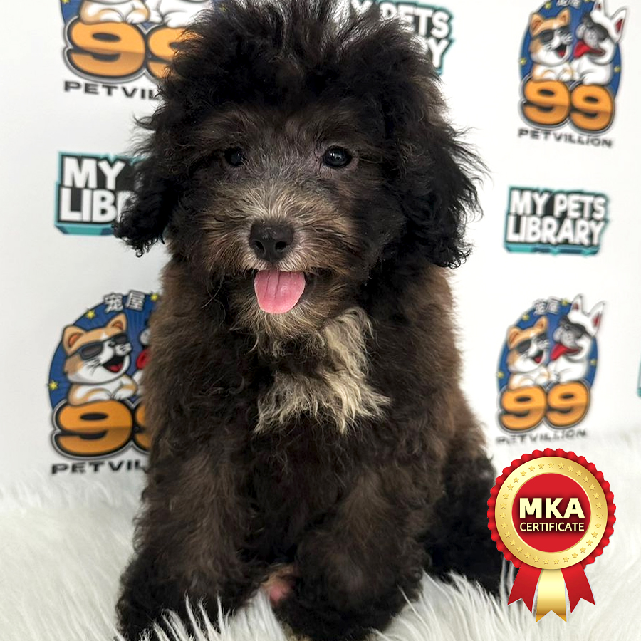 MKA Toy Poodle Puppy (Male) For Sale