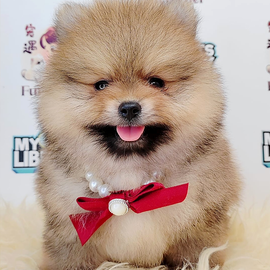 Pomeranian Puppy (Male) For Sale