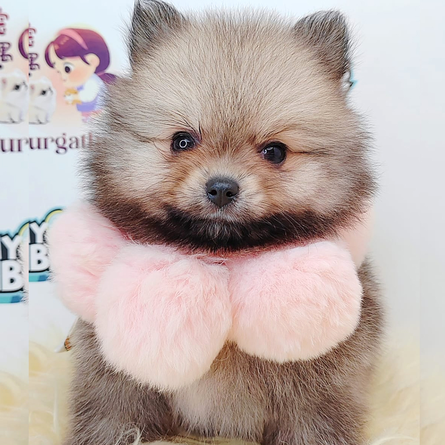Pomeranian Puppy (Female) For Sale