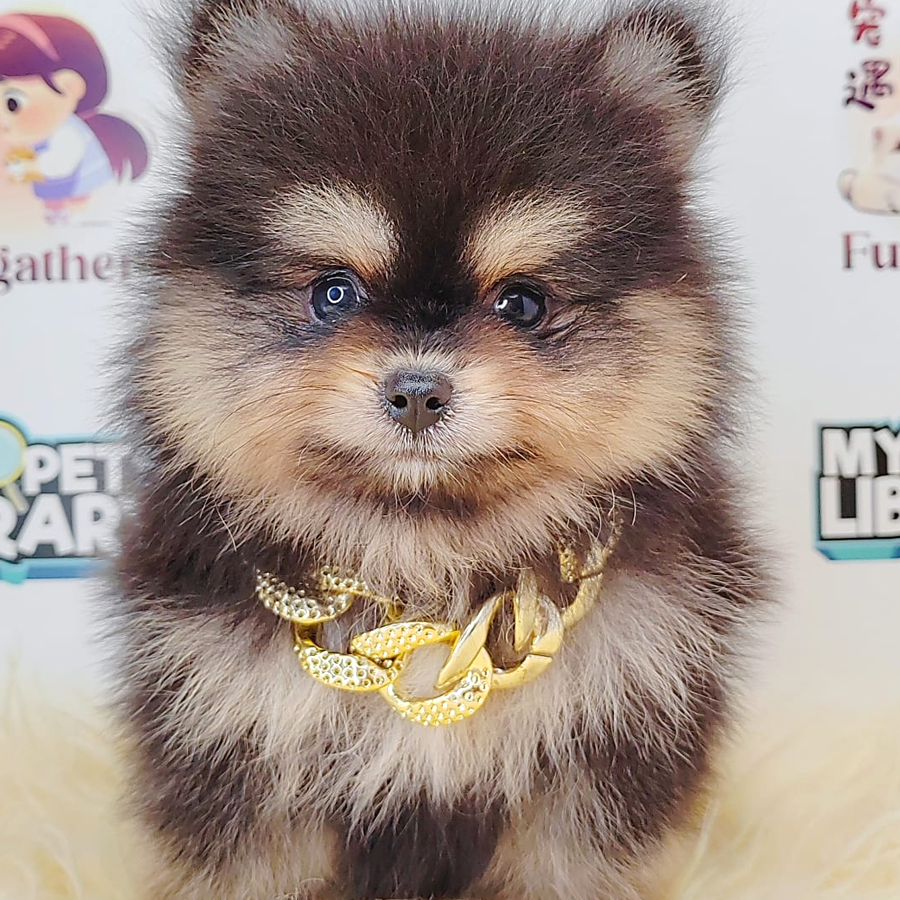 Pomeranian Puppy (Male) For Sale