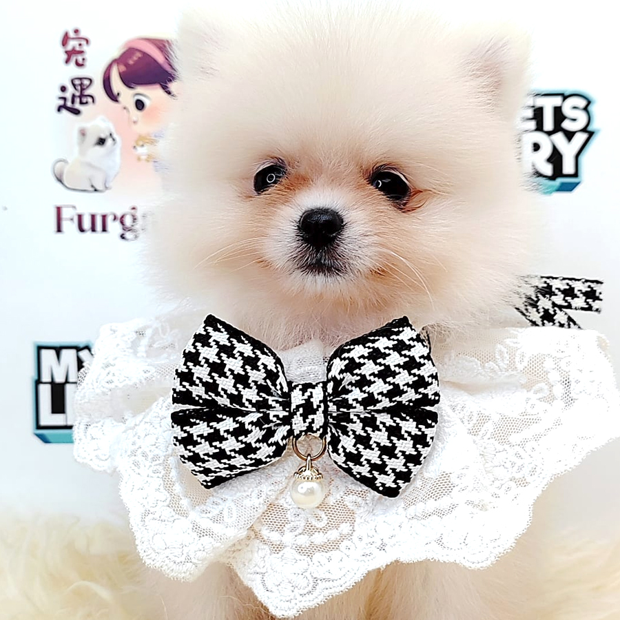 Pomeranian Puppy (Female) For Sale