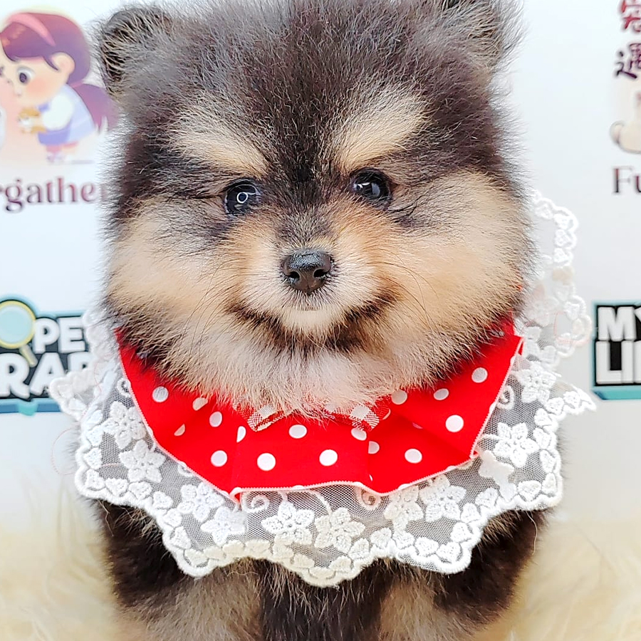 Pomeranian Puppy (Female) For Sale