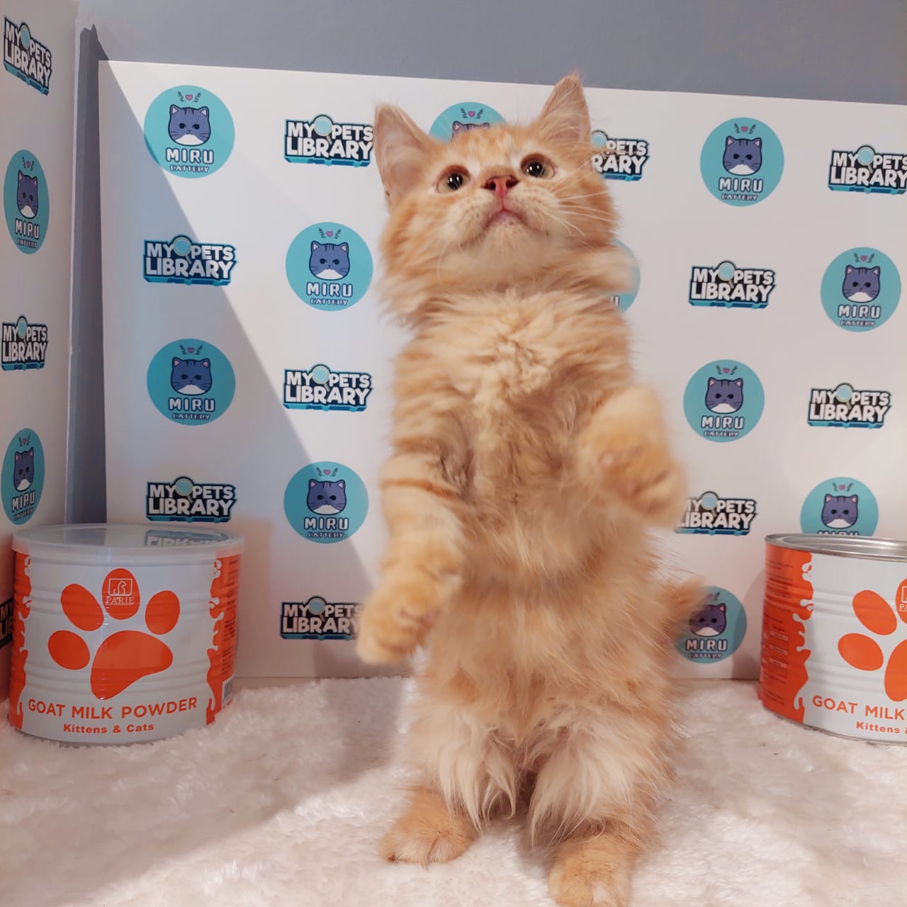 Munchkin Longhair Kitten (Male) For Sale