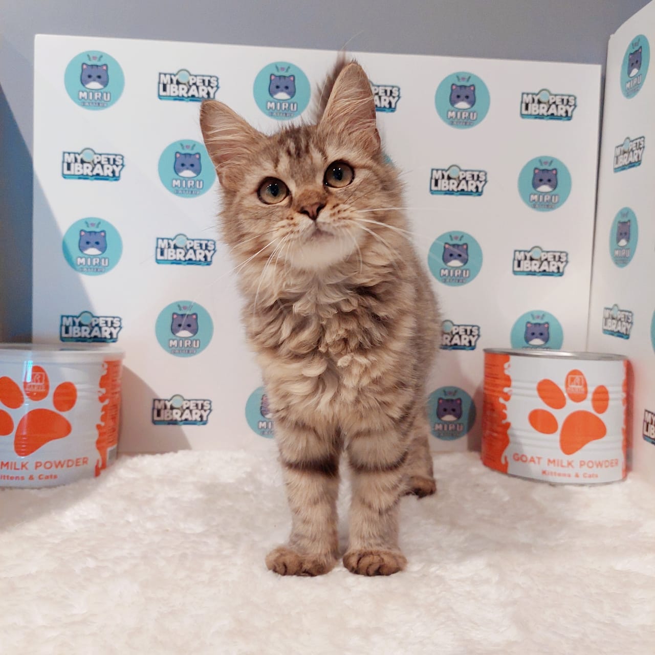 American Curl Kitten (Female) For Sale