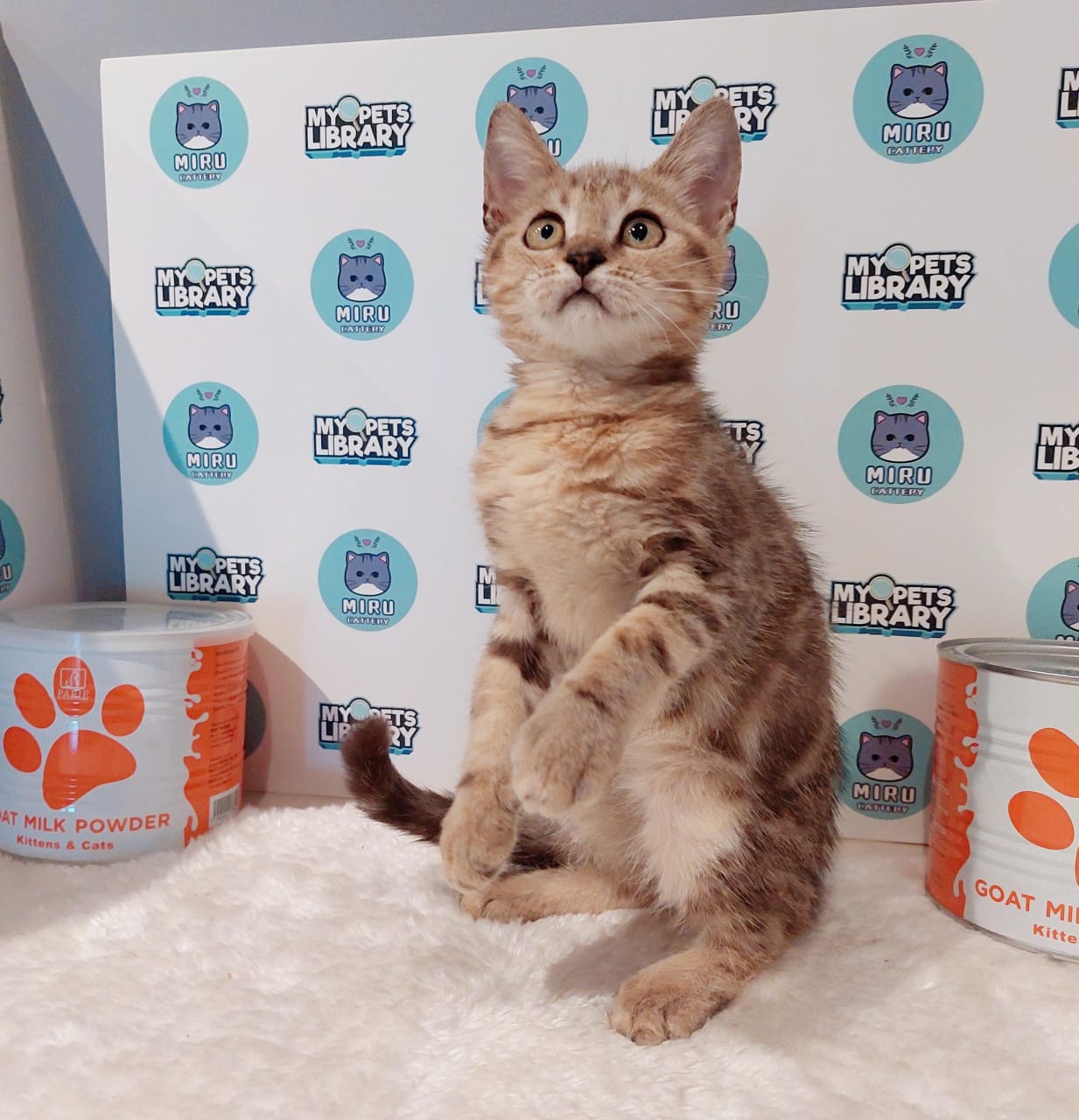 Bengal Kitten (Male) For Sale