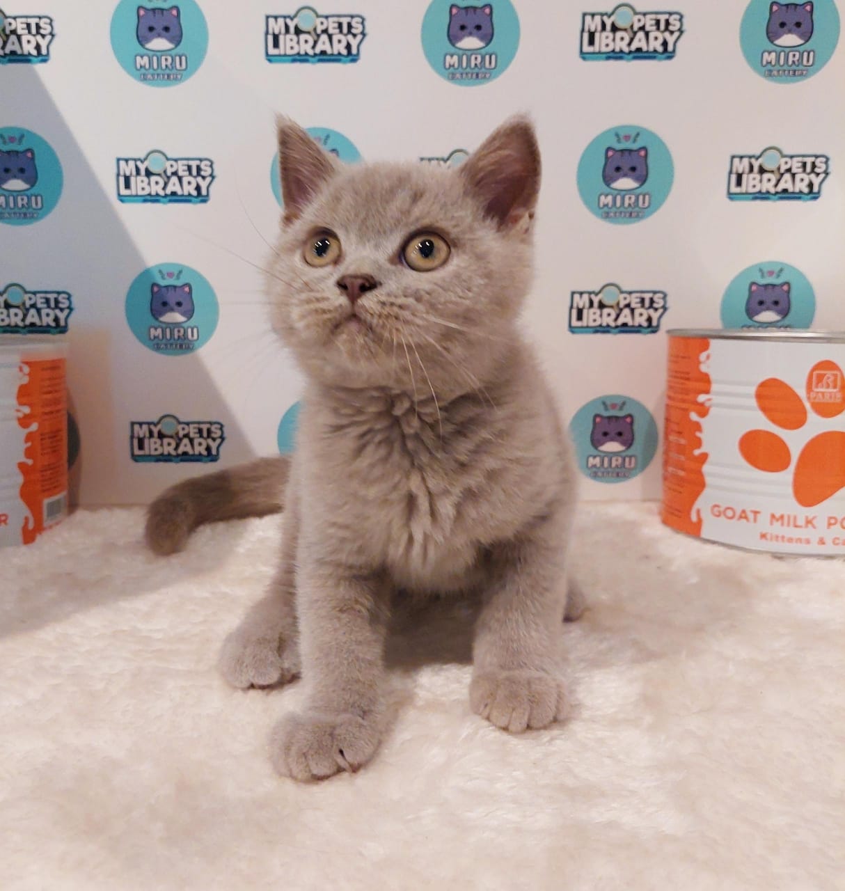 British Shorthair Kitten (Male) For Sale