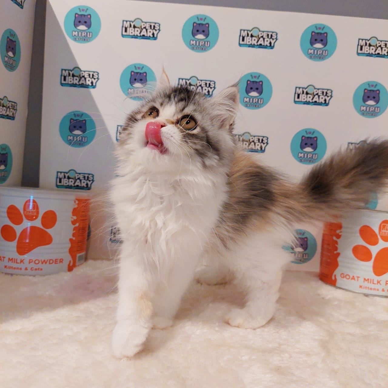 Persian Kitten (Female) For Sale