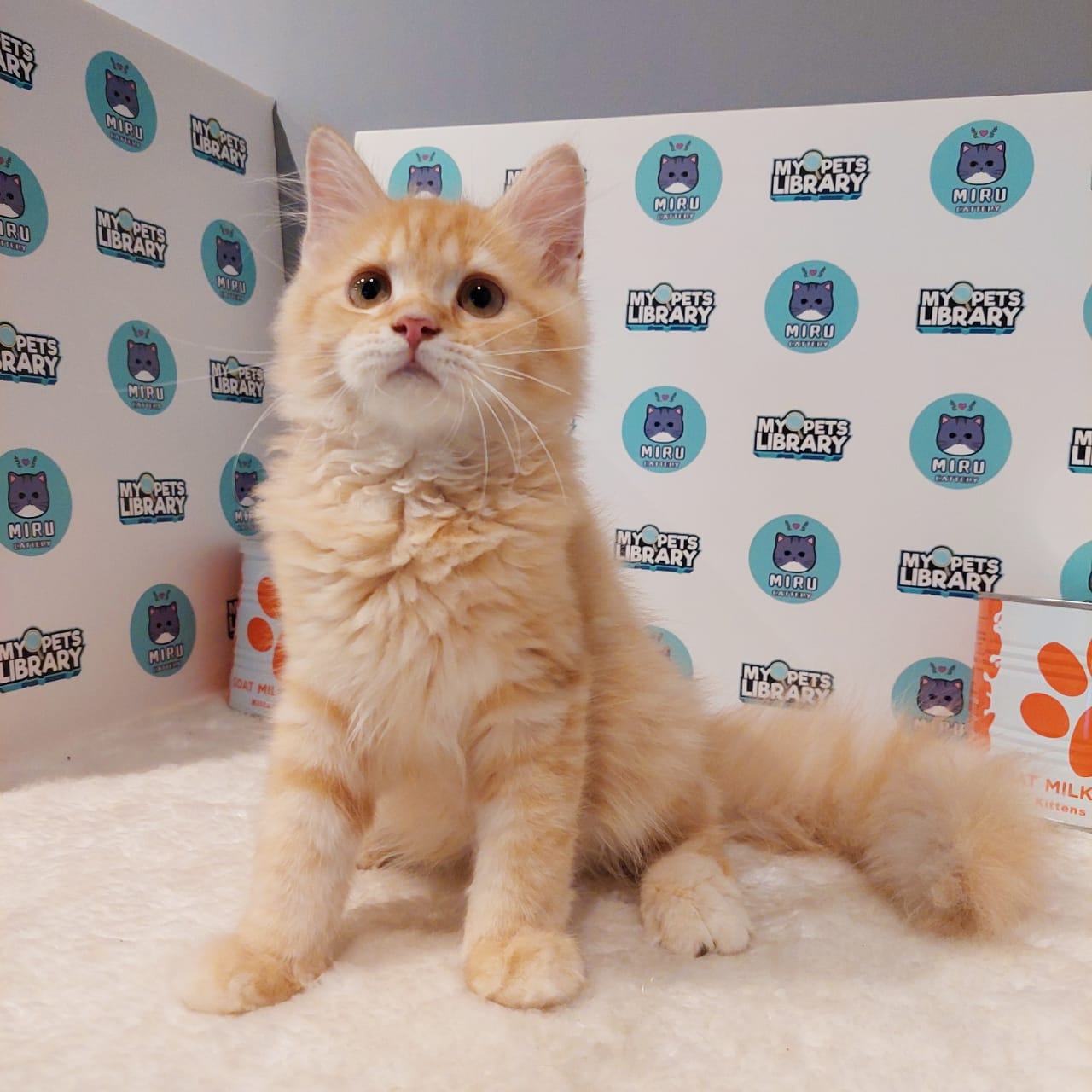 Persian British Shorthair Kitten (Male) For Sale
