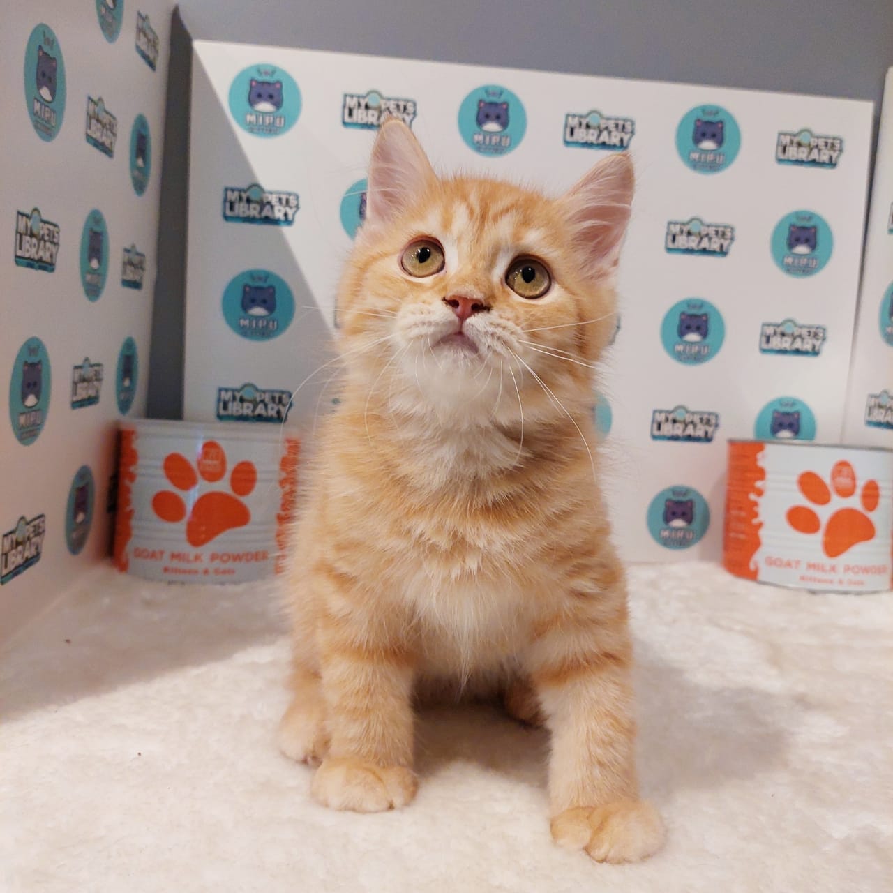 Persian British Shorthair Kitten (Male) For Sale